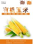 玉米海报