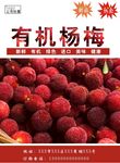 杨梅海报