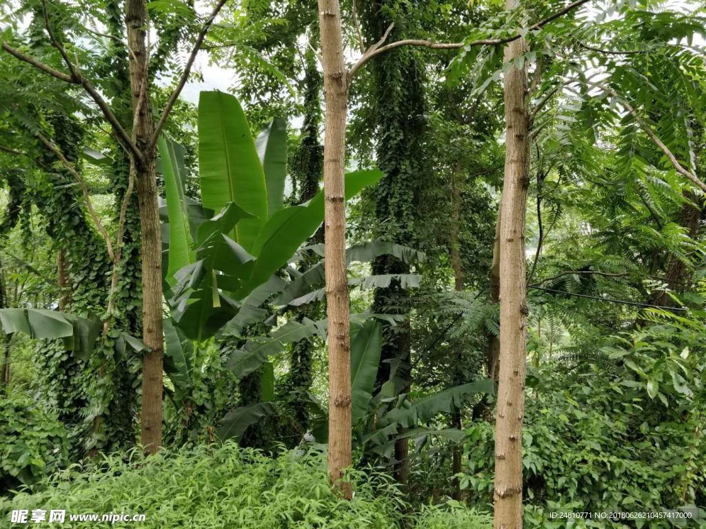 小树林