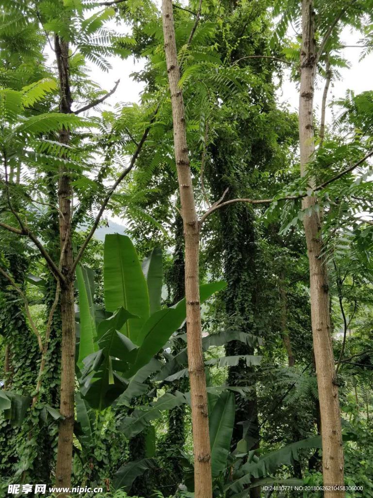 小树林