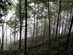 小树林