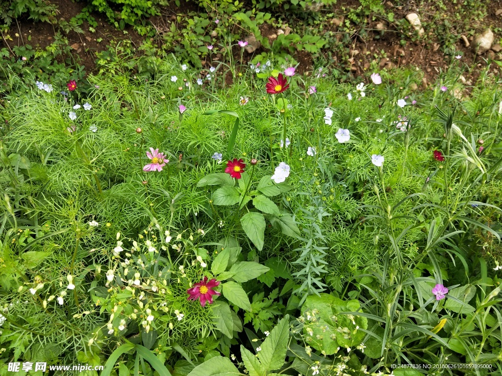 草丛小野花