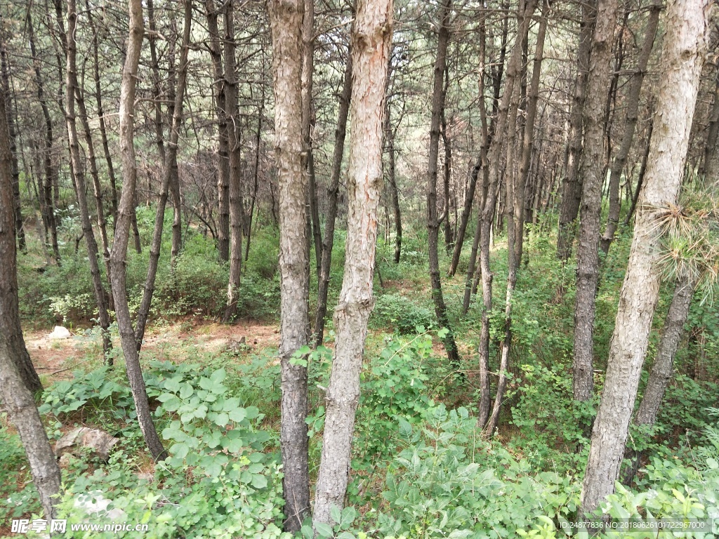 松树森林