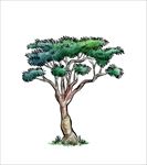 矢量树木图片