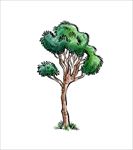 矢量树木图片