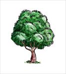 矢量树木图片