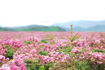 香格里拉花海