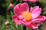 芍药花