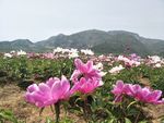 芍药花