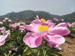 芍药花