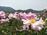 芍药花