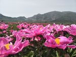 芍药花