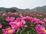 芍药花