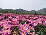 芍药花