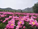 芍药花