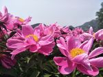 芍药花
