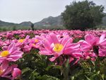 芍药花