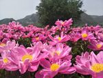 芍药花
