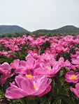 芍药花
