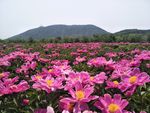 芍药花