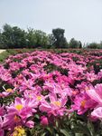 芍药花