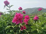 芍药花