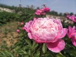 芍药花