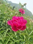 芍药花