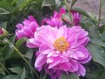 芍药花