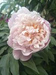 芍药花