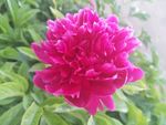 芍药花