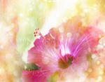花素材背景     花纹花边