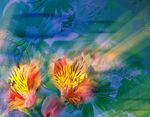 花素材背景     花纹花边