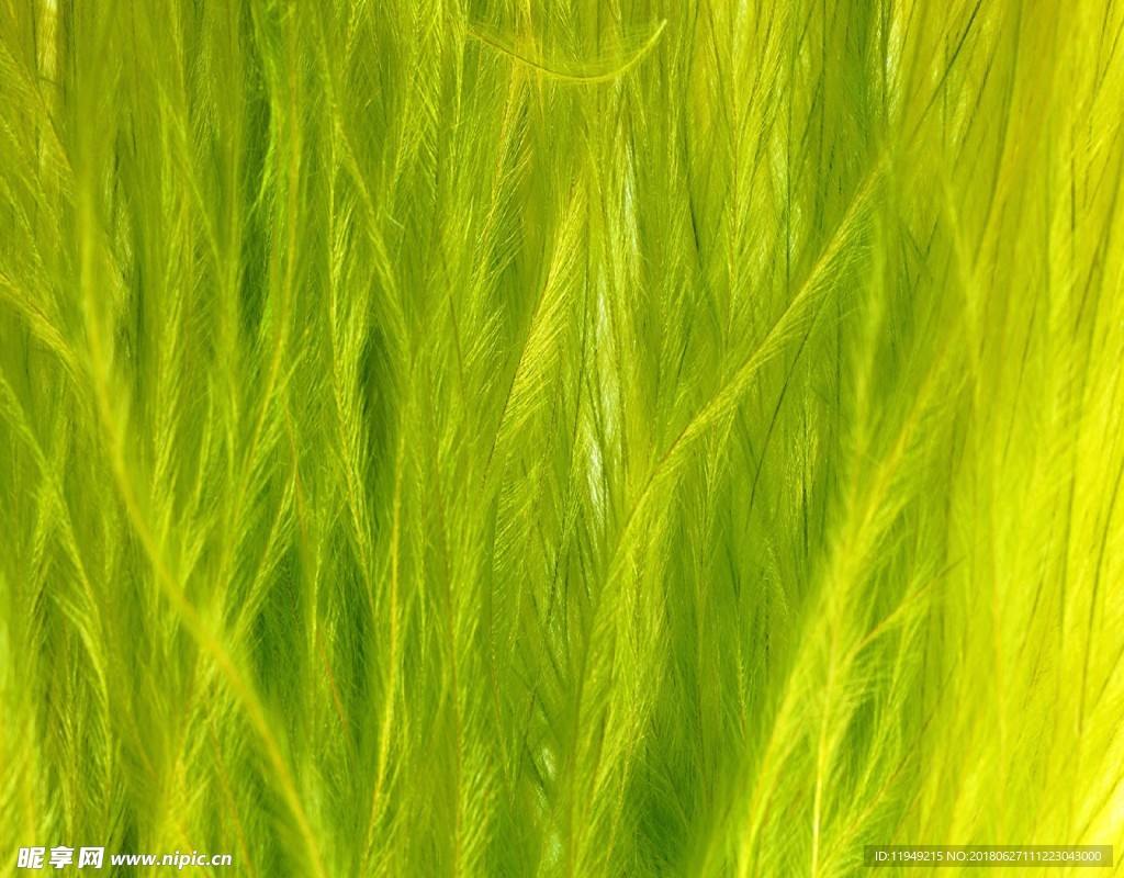 花素材背景     花纹花边