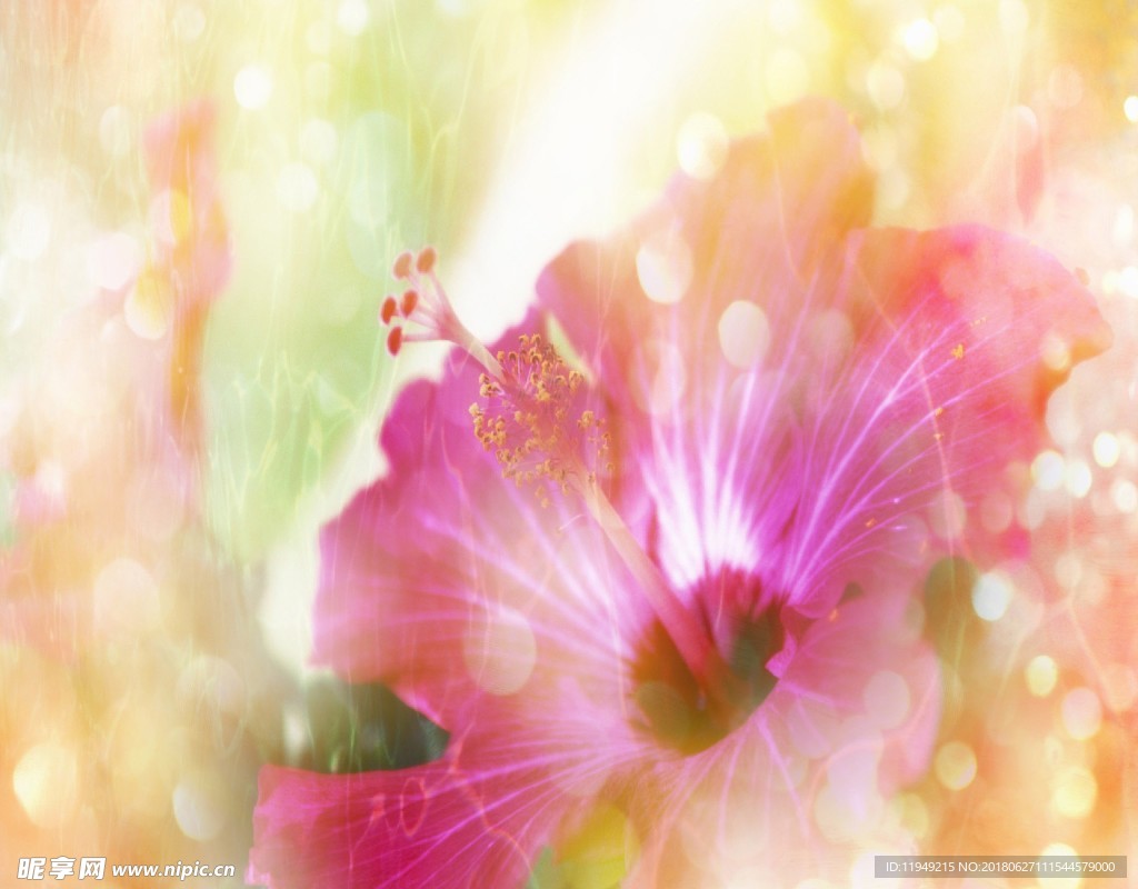 花素材背景     花纹花边