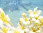 花素材背景     花纹花边