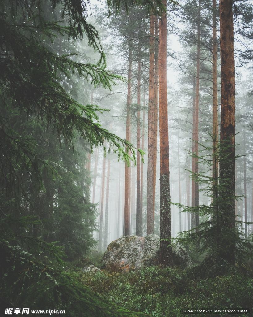 树林风景