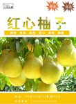 柚子海报