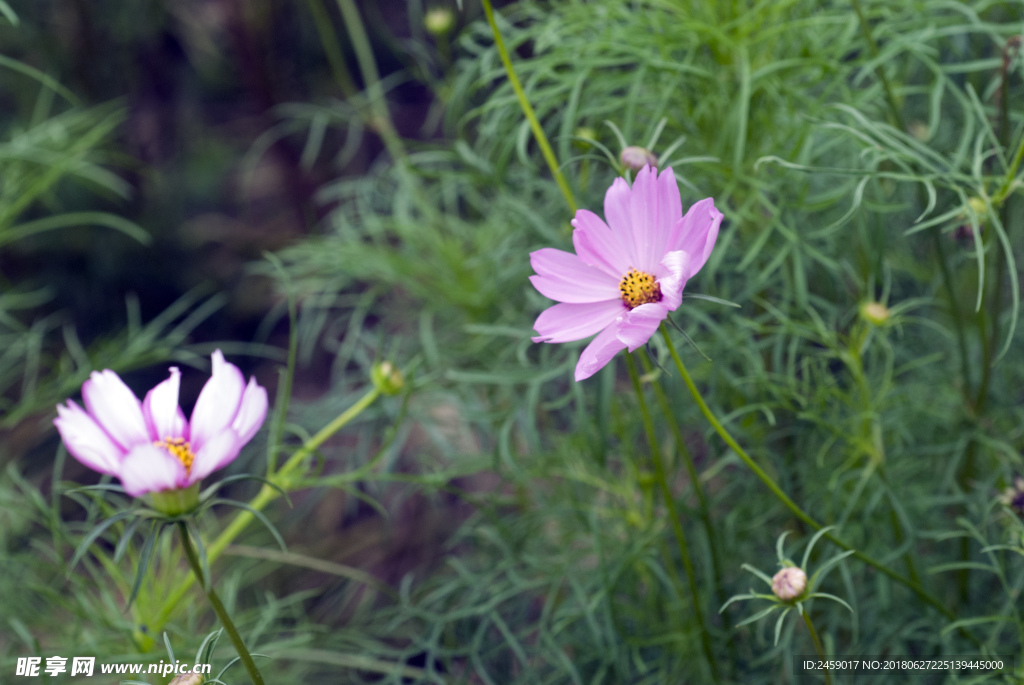 波斯菊