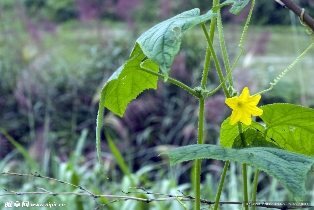 丝瓜花