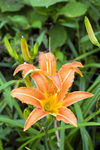 黄花菜