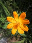 硫华菊