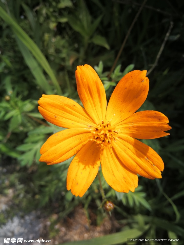 硫华菊
