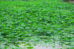 一池绿叶