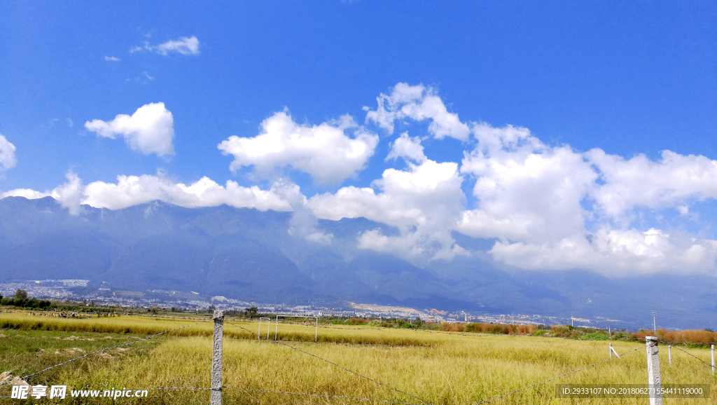 田野