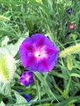 牵牛花