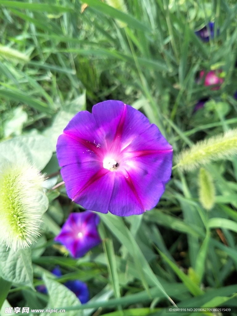 牵牛花