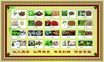 中草药