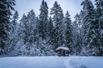 晴天森林雪景图片