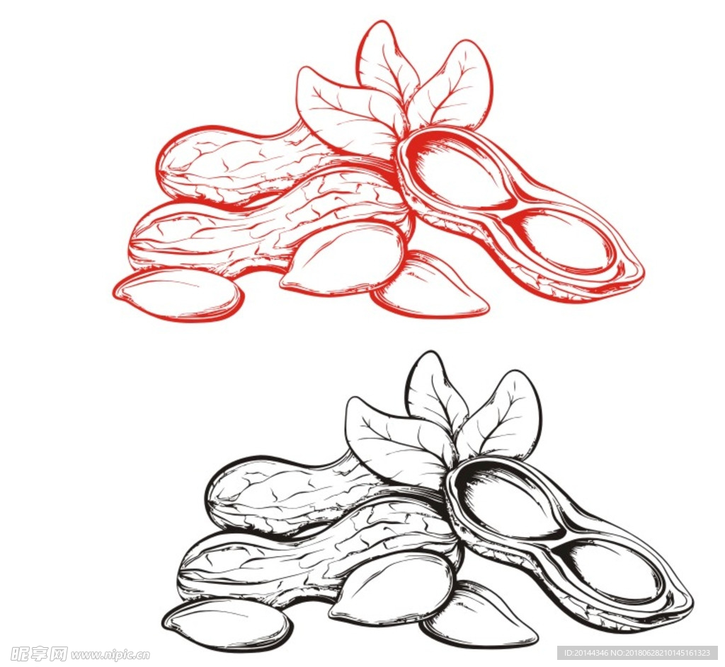 花生矢量图